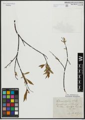 Foto von Salix acutifolia Willd.